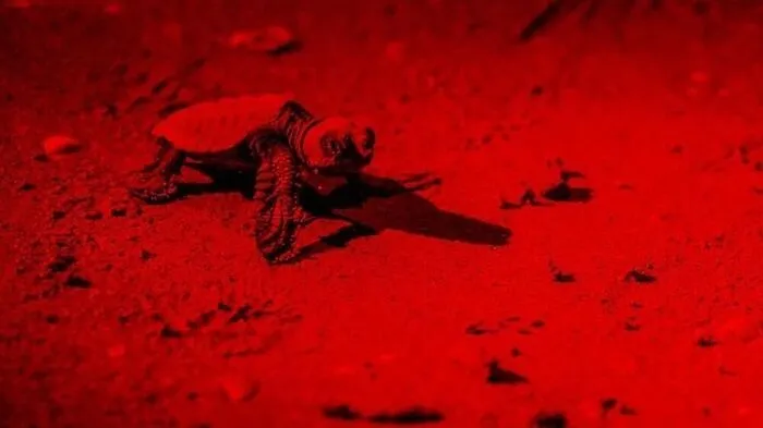 Neun Babyschildkröten sind an einem Strand in Jesolo geschlüpft