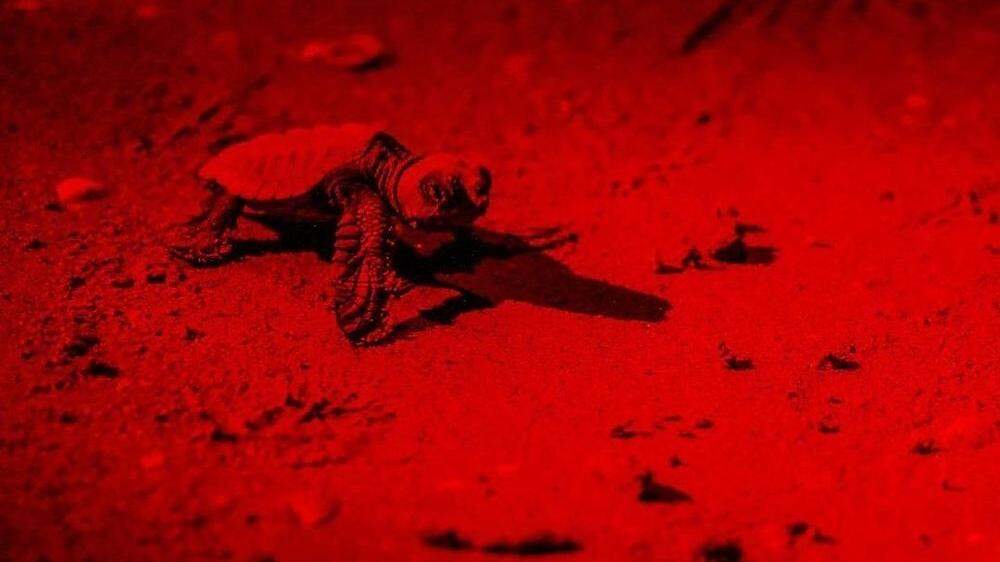Neun Babyschildkröten sind an einem Strand in Jesolo geschlüpft