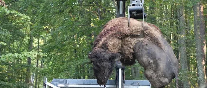 Am Dienstagvormittag holte die Tierkadaververwertung (TKV) die vier Bisons vom Neusetzberg in Straden ab