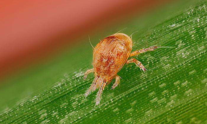 Keine Schönheit, aber nützlich: Raubmilben helfen gut gegen Spinnmilben
