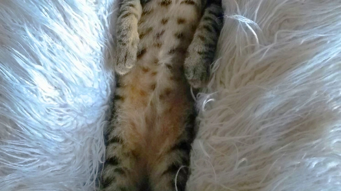 Mit den "Comedy Pet Photo Awards" soll ein positives Bewusstsein für den Tierschutz geschafft werden.