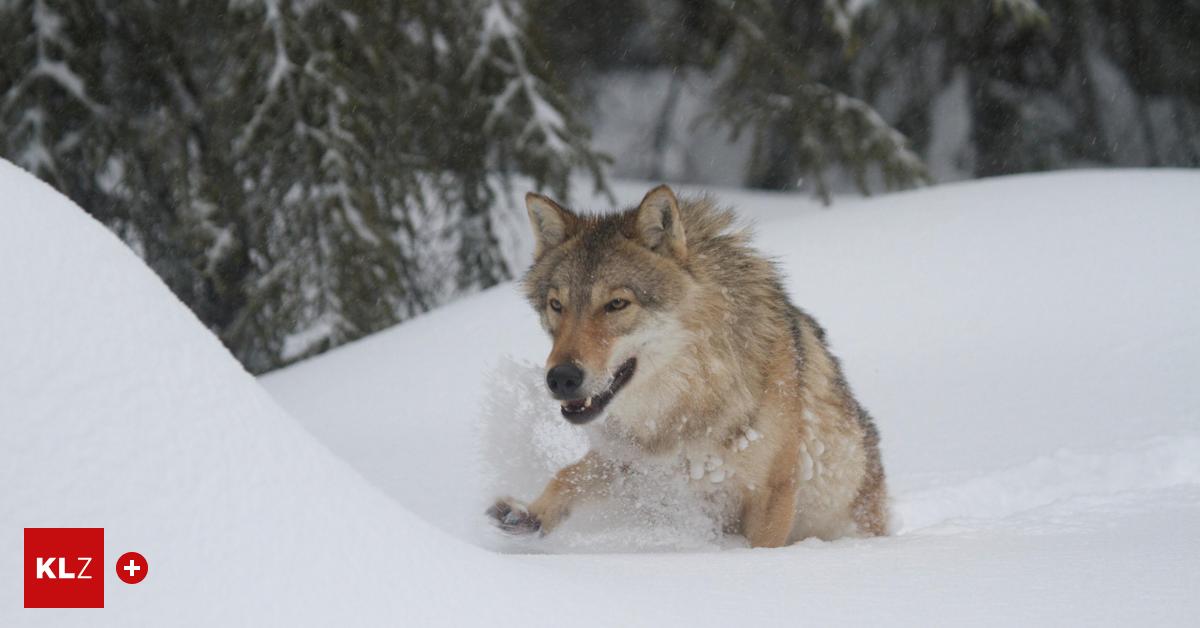 Raubtiere-Zwei-echte-W-lfe-unter-76-steirischen-Verdachtsf-llen