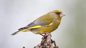 Um den Bestand des Grünfinks ist es in Kärnten schlecht bestellt