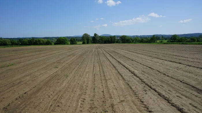 Auf ihrem Kürbisacker in Mooskirchen kann Familie Klug heuer keine Ernte einfahren.
