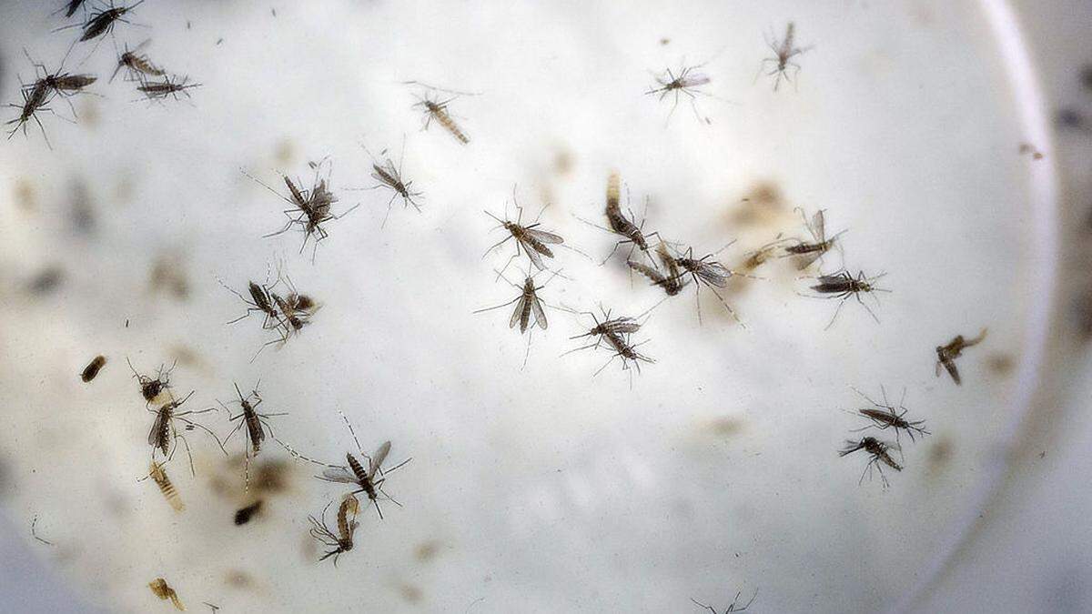 Das Zika-Virus wird vorwiegend von Mücken übertragen