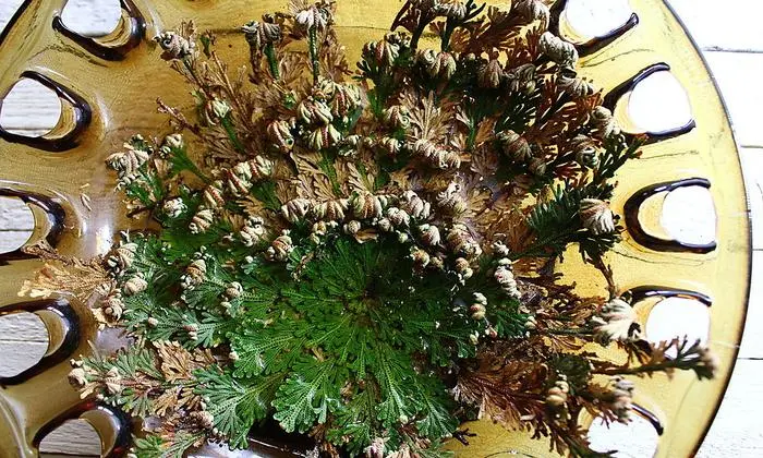 Wird auch nach Monaten ohne Wasser wieder grün: die Jerichorose. 