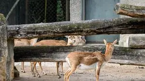 Antilope | Erste Ergebnisse legen nahe, dass eine Schussabgabe von außerhalb des Geheges erfolgte. 