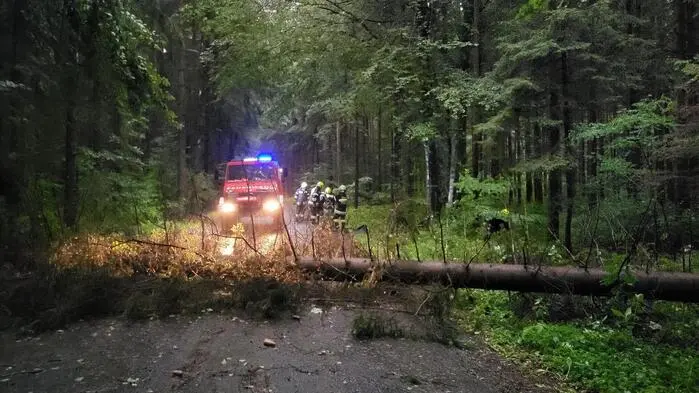 Die Feuerwehren hatten zahlreiche umgestürzte Bäume zu entfernen (Sujetbild)