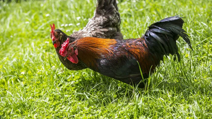 Die Hühnerschar um Hahn Rufus - der erst am Freitag seinen Namen erhielt -  staunte ob dieser Gästeschar.