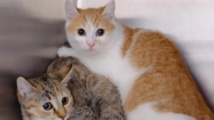 Zwei Katzen sind zu sehen