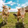 In der Steiermark gibt es rund 160.000 Hektar Almland. Dort laufen Kühe meist frei herum