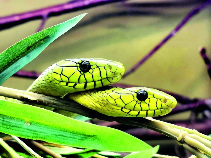 Bei Regenwetter ist ein Besuch im Reptilienzoo Nockalm eine perfekte Abwechslung 