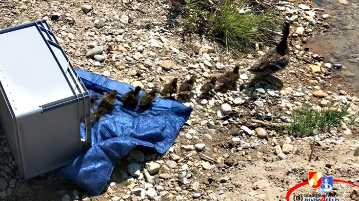 Ende gut, alles gut: Die Entenfamilie wurde in einem Hochwasserrückhaltebecken in die Freiheit entlassen