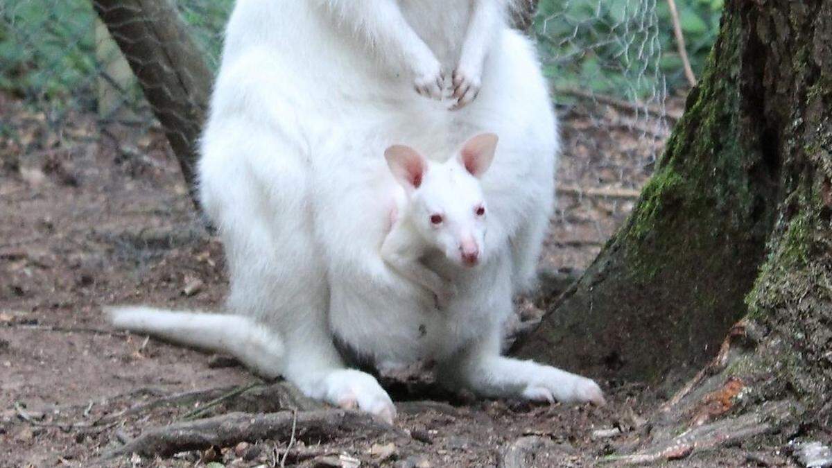 Die kleine &quot;Mila&quot;, hier im Beute von Mutter &quot;Monja&quot;, ist verschwunden