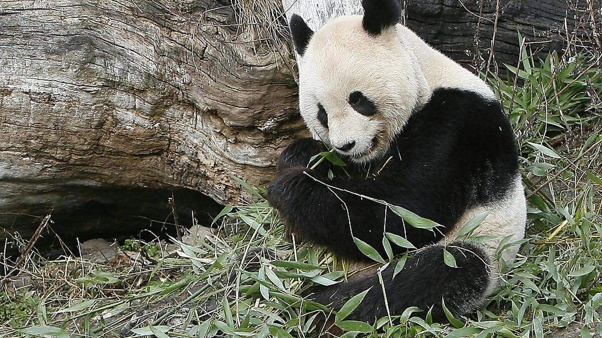 Der verstorbene Panda Long Hui