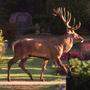 Der Hirsch am Friedhof