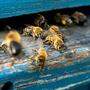 Bei den Bienenstöcken herrscht nach wie vor reges Treiben