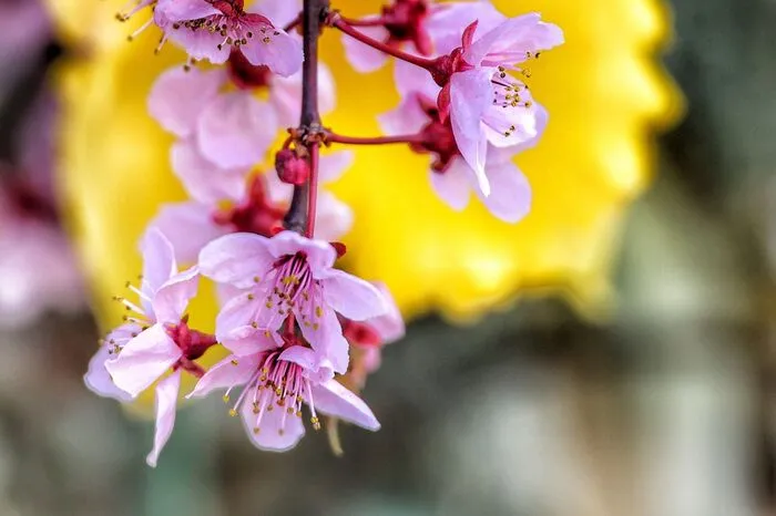 Wenn es in der Natur bunt wird, dann ist der Frühling im Anmarsch