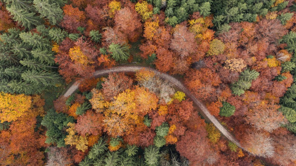 Malerisches Farbenspiel der Blätter im Herbst 