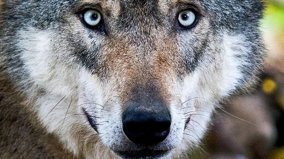 Eine DNA-Untersuchung belegt eindeutig, dass im Raum Guttaring ein Wolf unterwegs (gewesen) ist