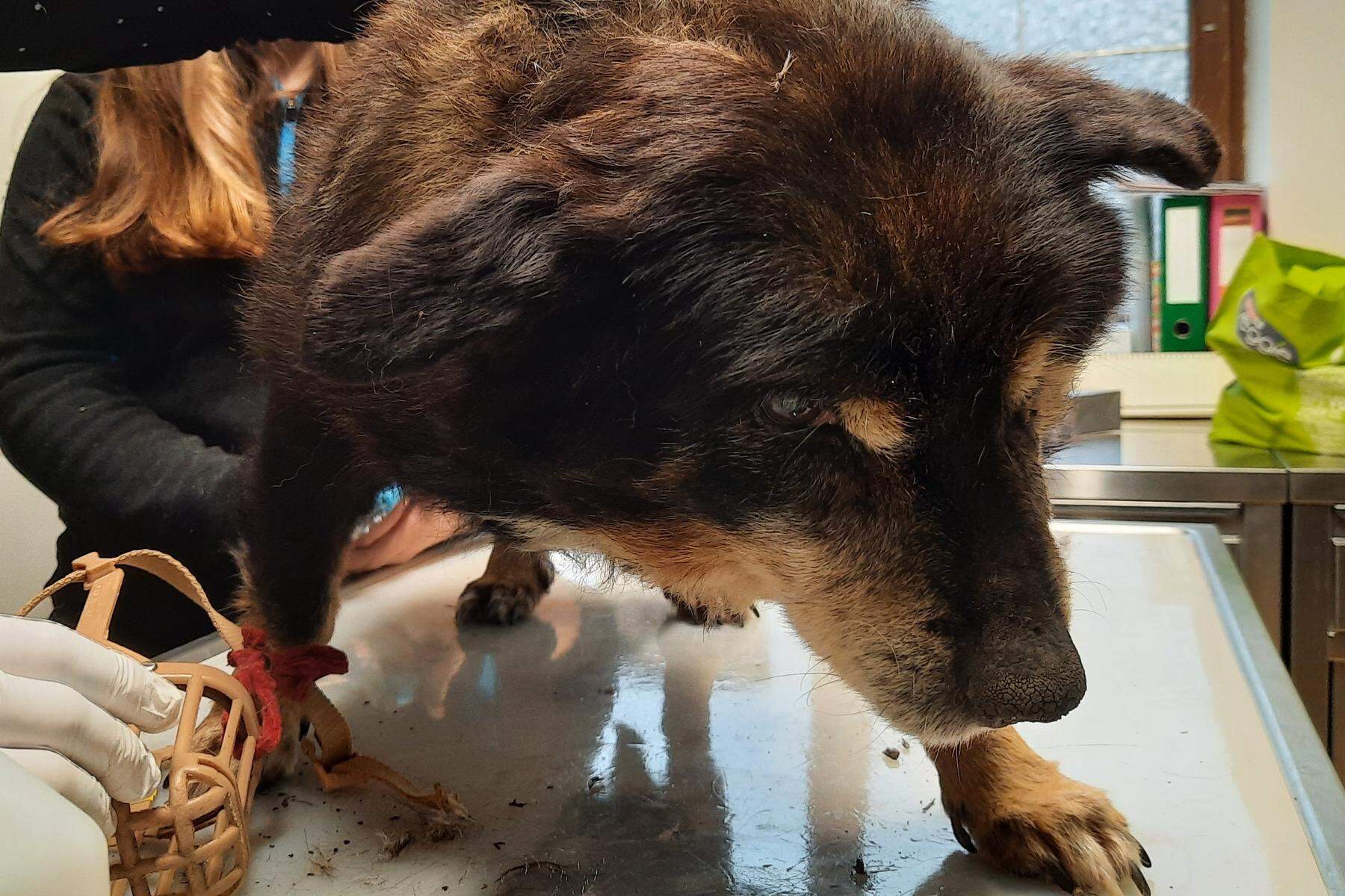 Kranker Hund nicht behandelt | Gericht kritisiert Staatsanwalt, Verfahren wegen Tierquälerei wird fortgesetzt
