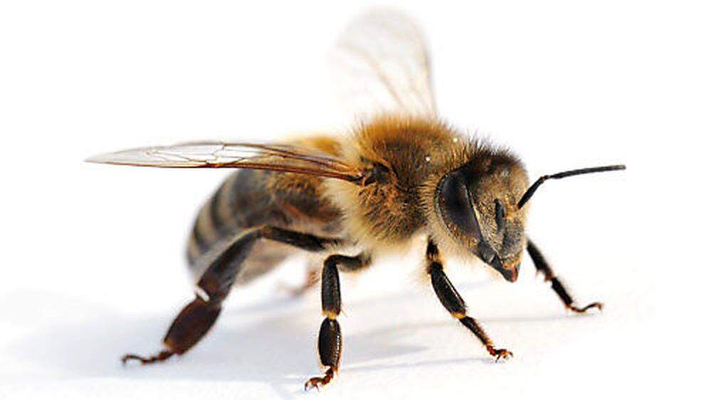 2018 könnte ein tolles Jahr für die Bienen und ihre Imker werden