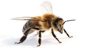 2018 könnte ein tolles Jahr für die Bienen und ihre Imker werden