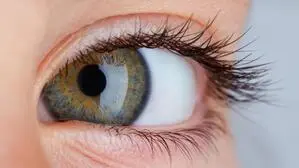 Wimpern- und Augenbrauenbehandlungen wurden angeboten