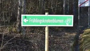Auf einer knapp vier Hektar großen Wiese sprießen in Etzersdorf (Gemeinde St. Ruprecht an der Raab) aktuell Tausende Frühlingsknotenblumen