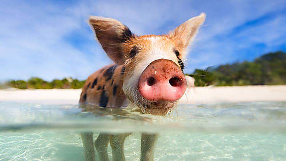 Die wild lebenden Schweine der Bahamas sind wahrscheinlich die glücklichsten unter ihren Artgenossen