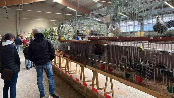 Am Samstag öffnete die Kleintierschau in der Rindervermarktungshalle Greinbach ihre Tore. 