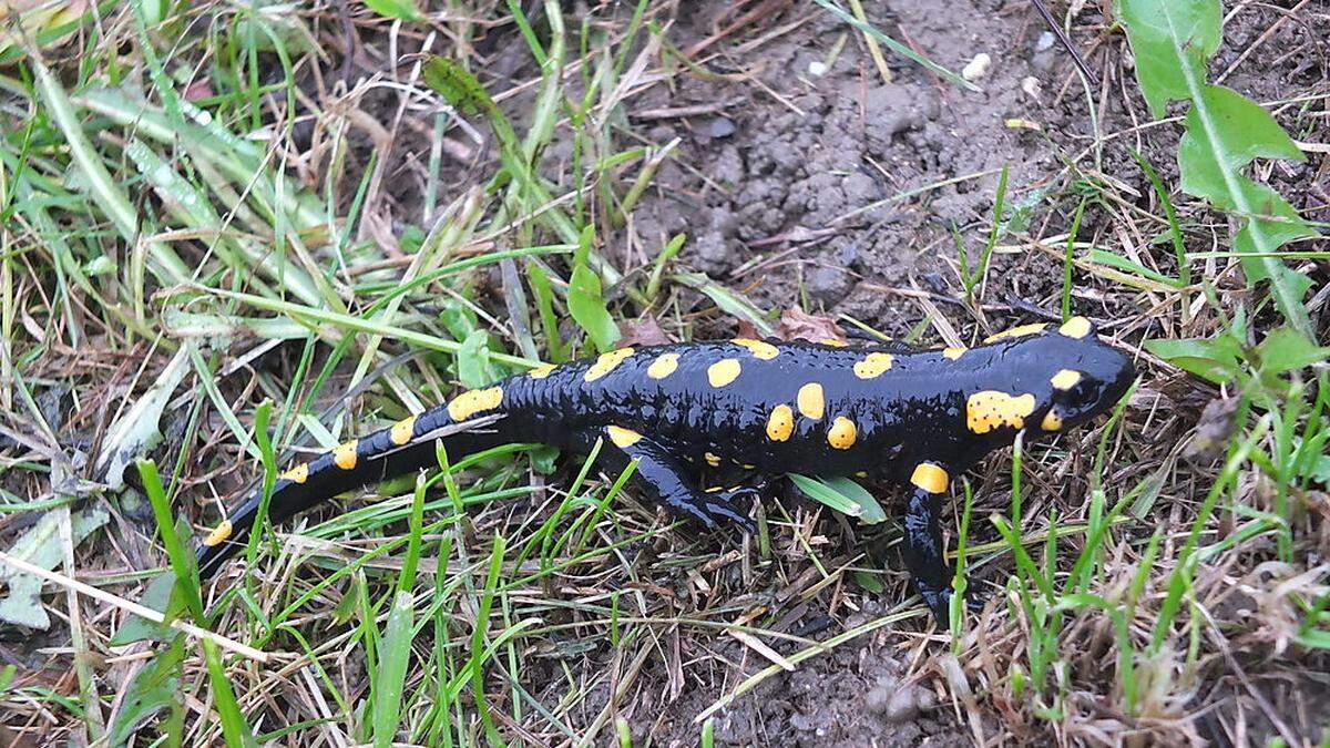 Der Feuersalamander gilt auch als Wetterprophet