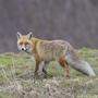Sujetfoto: Ein Fuchs hat ein Kamerunschaf in Graden (Gemeinde Köflach) gerissen