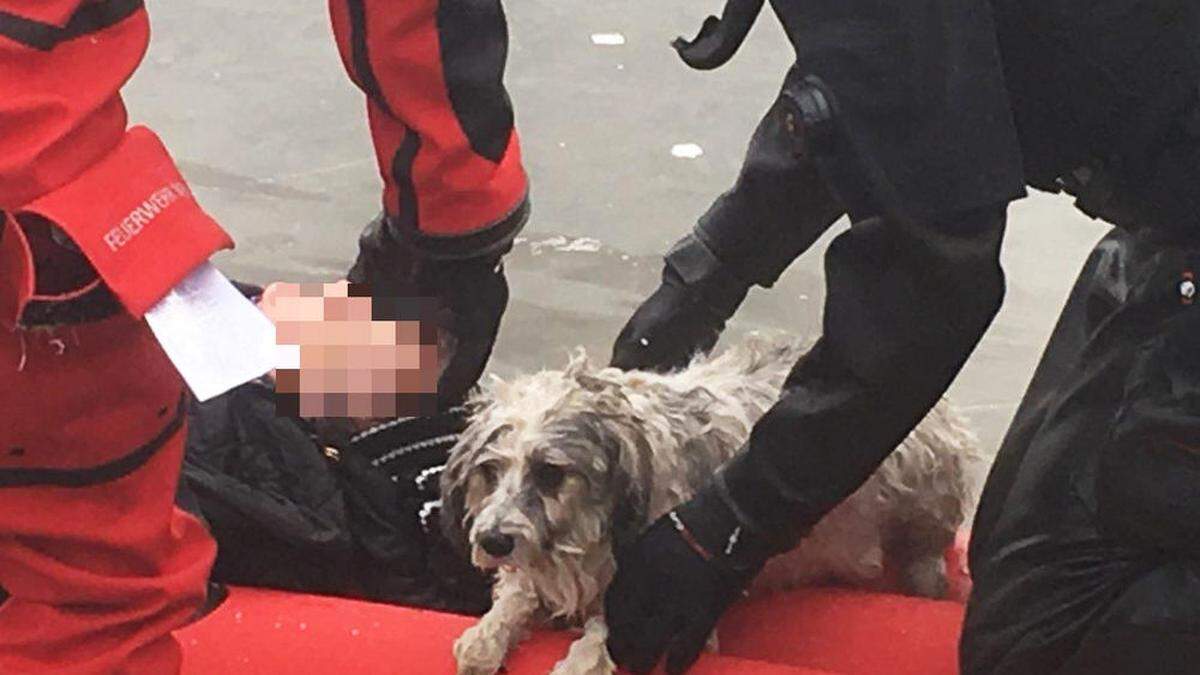 Zwischenfall in Wien-Donaustadt: Frau und Hund aus eingebrochenem Eis gerettet