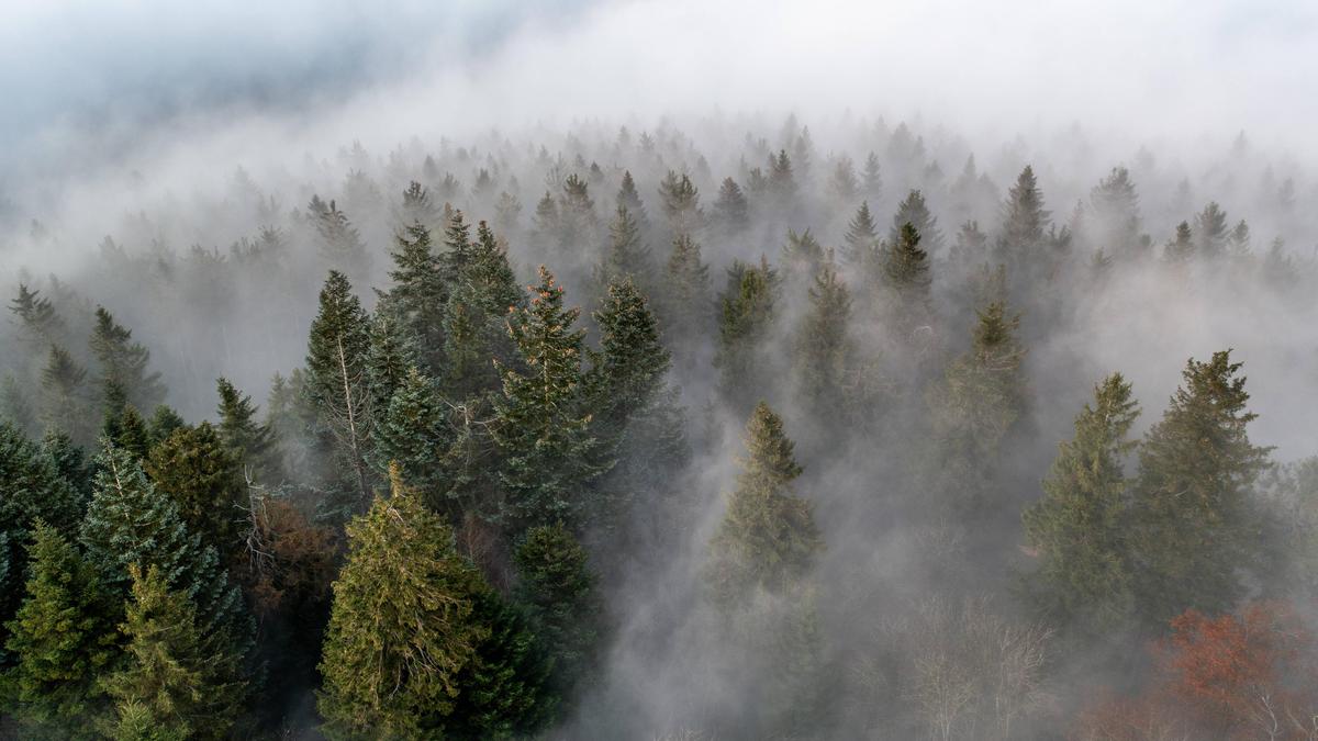 Die EU-Waldverordnung soll verschoben werden, nun gibt es zusätzliche Anträge