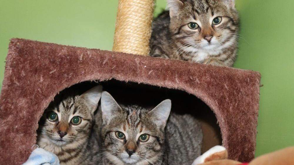 Diese drei Kätzchen wurden bei Mülltonnen ausgesetzt