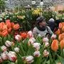 Women visit "The Rehearsal of Spring" exhibition at the botanical garden of the Moscow State University, the Apothecary Garden, in Moscow on March 3, 2020. - The exhibition, which runs till March 15, displays about 10,000 tulips, daffodils, hyacinths and other flowers. (Photo by Kirill KUDRYAVTSEV / AFP)