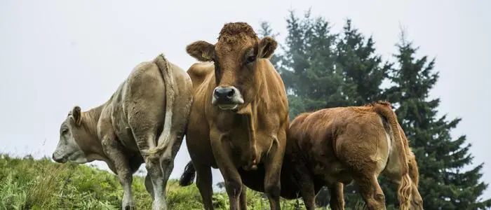 Auf der Kletschachalm sind viele Kühe zuhause
