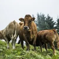 Auf der Kletschachalm sind viele Kühe zuhause