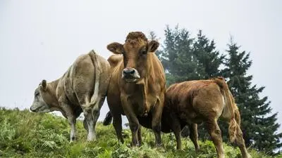 Auf der Kletschachalm sind viele Kühe zuhause