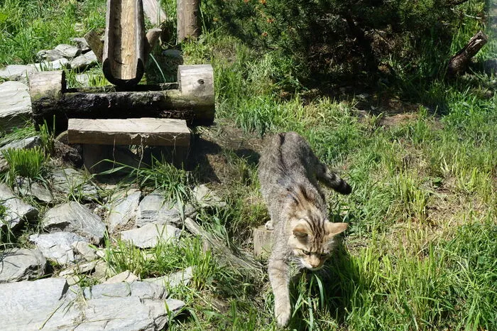 Freitag war ein Tag des Feierns – nicht nur 50 Jahre Wildpark, der seit 2014 als „Der Wilde Berg“ eine Erfolgsgeschichte schreibt, sondern auch wachsende Besucherzahlen. Mehr als 70.000 Besucher kamen 2017 auf 2200 Metern Höhe auf den Alpsteig in Mautern.