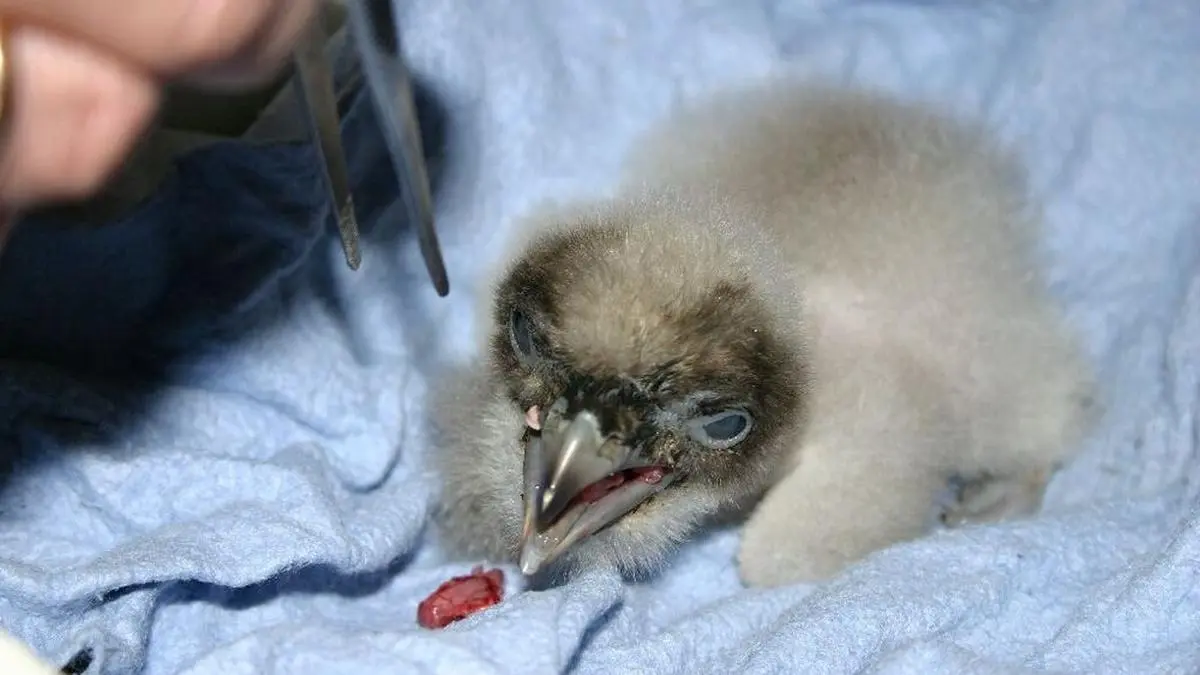 So sehen die kleinen Bartgeier-Küken aus. Von jenem, das in Prägraten schlüpfte, gibt es bis dato kein Foto