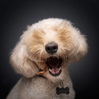 Guguck - a daaa! Bernard Sims Golden Doodle spielt Verstecken