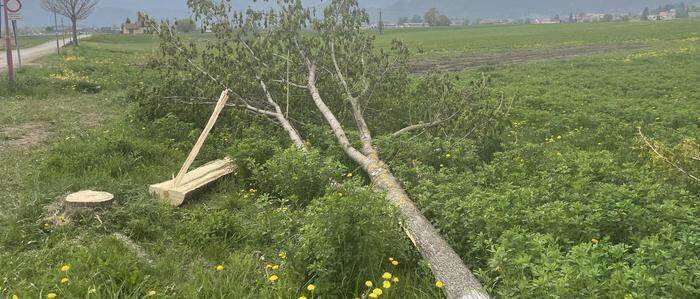 Nach der Tat mussten die Spitzahorn-Bäume umgeschnitten werden