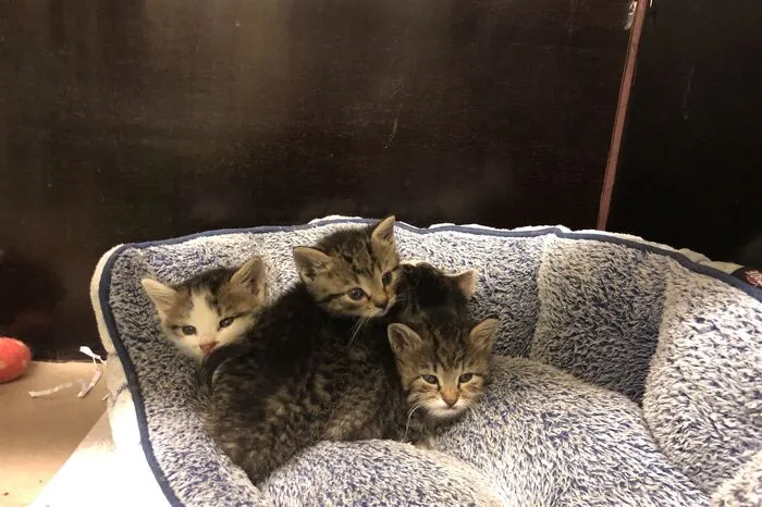 Nur wenige Wochen alt waren diese Katzen, als sie im Tierheim abgegeben wurden