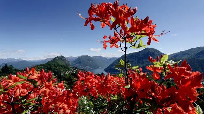 Hoch über Lugano, oberhalb des Künstlerdorfs Carona, erstreckt sich auf 62.000 Quadratmetern der Parco San Grato. Das Schweizer Naturparadies beherbergt unter anderem die größte Sammlung von Azaleen und Rhododendren des Tessins. Verschiedene Lehrtafeln und Themenwege leiten durch die Blütenvielfalt. Der Blick reicht über den Luganer See bis zu den Alpengipfeln. Zum 60. Geburtstag 2017 lockt der Park neben Gartenfreunden auch Kulturinteressierte mit Konzerten, Ausstellungen und Theaterstücken an den Lago di Lugano. Der Eintritt ist frei. www.ticino.ch, www.parcosangrato.ch