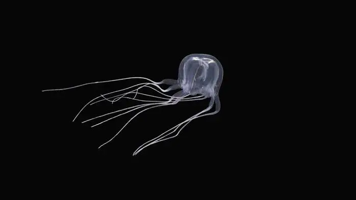 Stiche der Würfelqualle - Box Jellyfish genannt - können tödlich sein