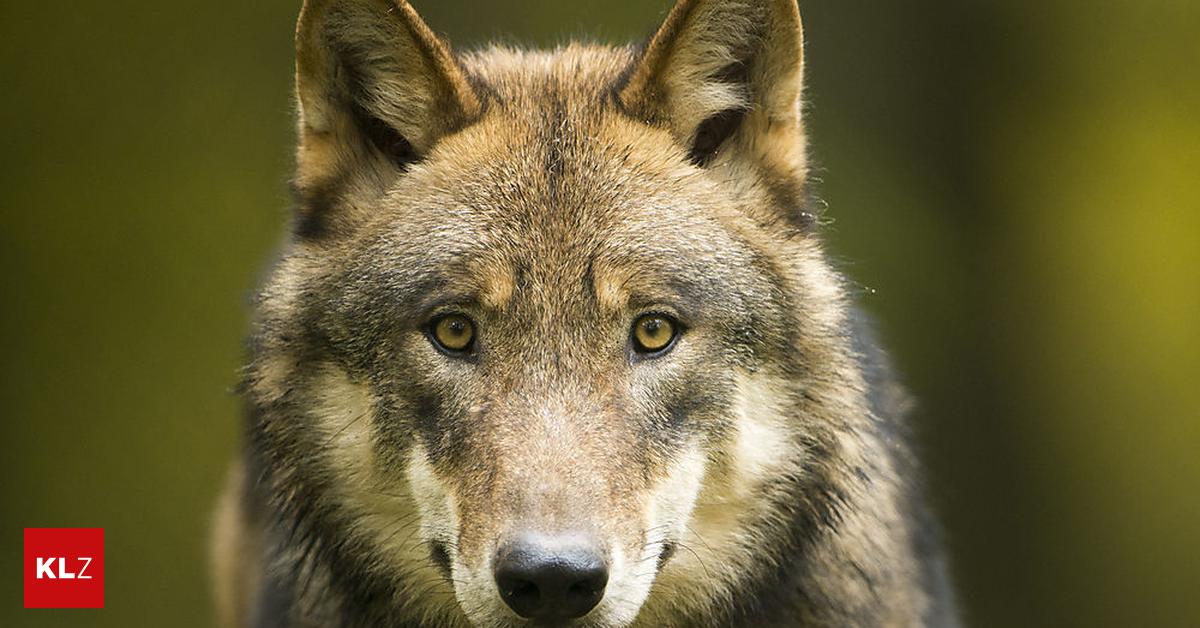 In Kärnten Wolf im Siedlungsgebiet von Pkw überrollt