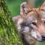 ARCHIV - 08.08.2018, Bayern, Poing: Ein Wolf schaut in einem Wildpark hinter einem Baum hervor.  (zu dpa: «FDP macht Druck für Regelungen zum Schutz vor Wölfen ») Foto: Lino Mirgeler/dpa +++ dpa-Bildfunk +++