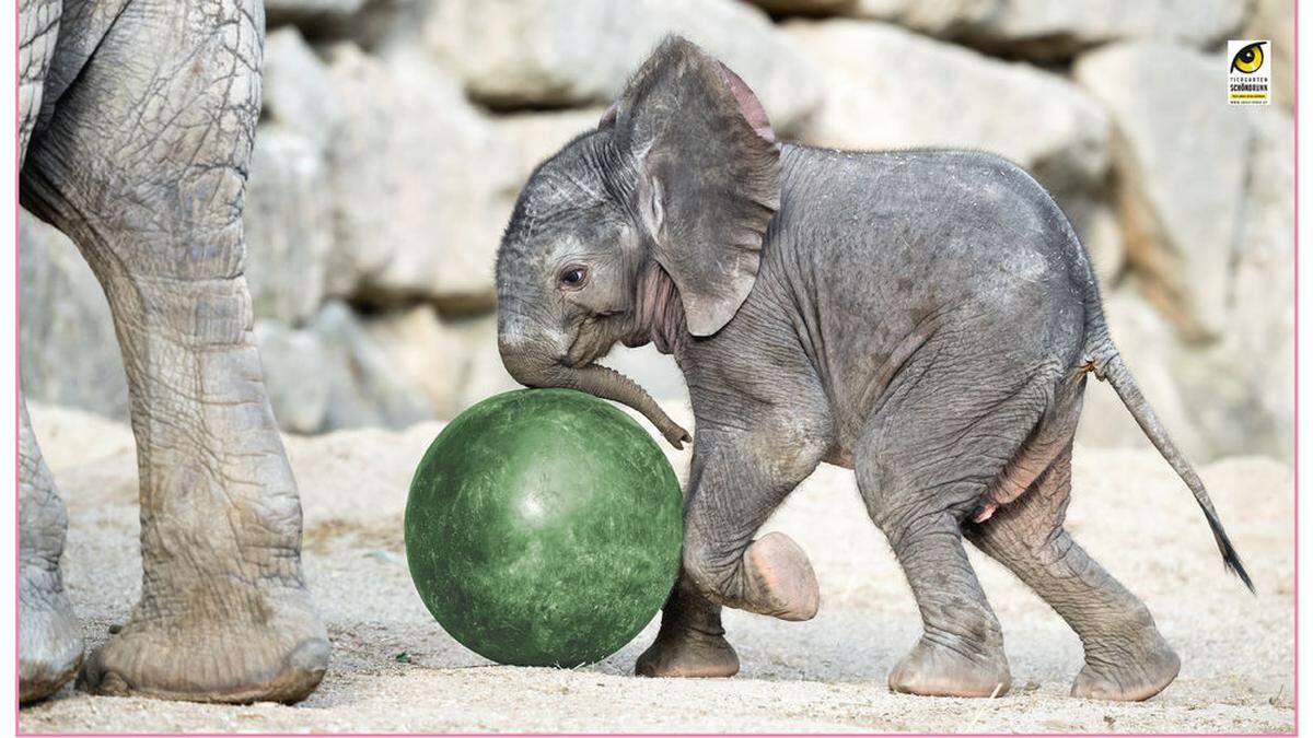 Kibali, der neue Star des Schönbrunner Tiergartens